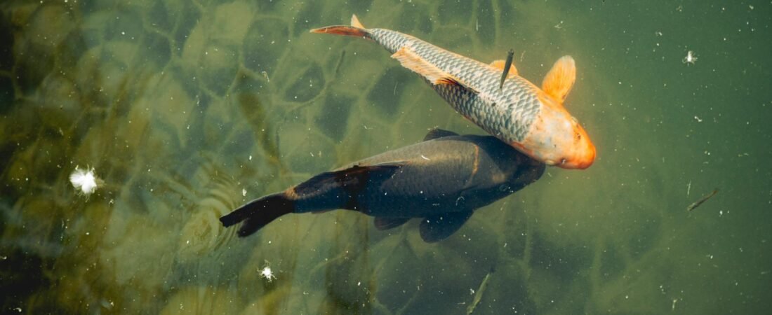 Dream Weaving with Saturn in Pisces for Spiritual Manifestation