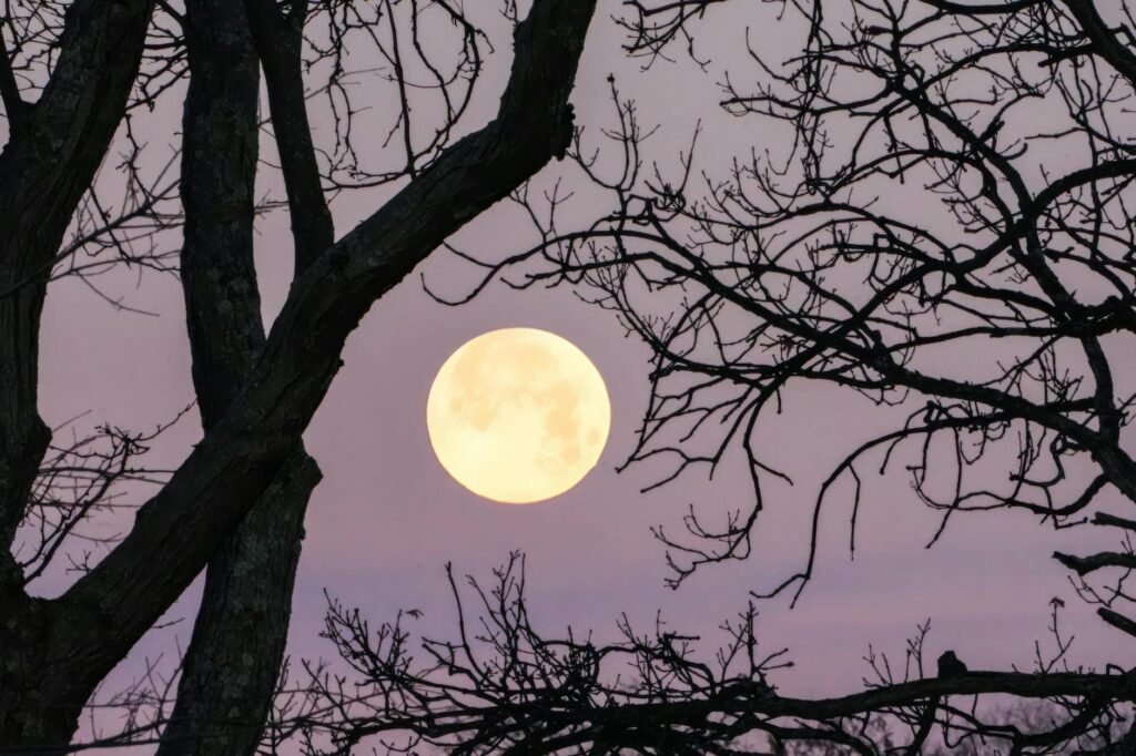 Aquarius Full Moon in Leo Embracing Your Inner Lion Amidst Innovation