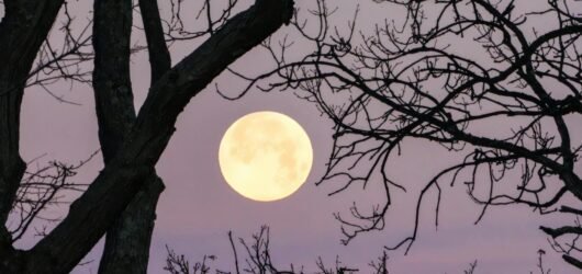 Aquarius Full Moon in Leo Embracing Your Inner Lion Amidst Innovation
