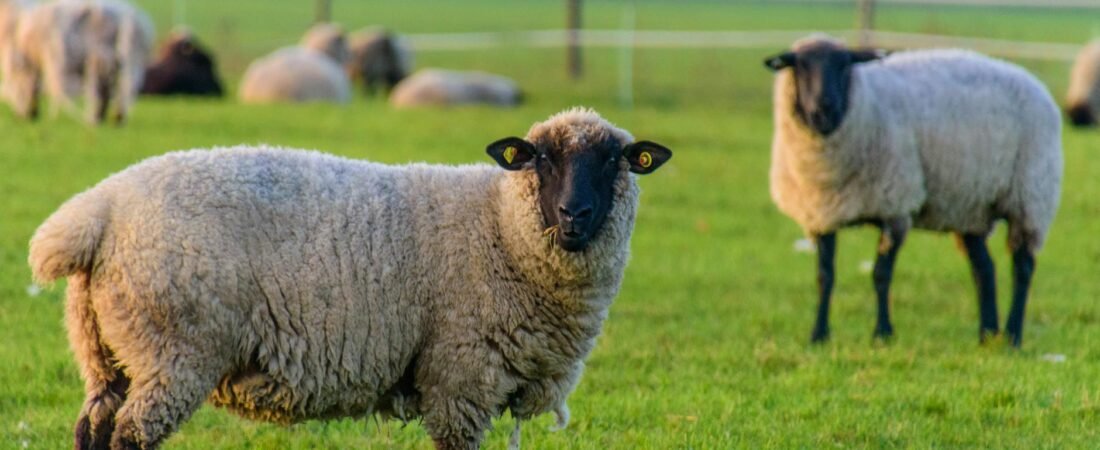 North Node in Aries Transit Igniting Your Boldest Desires and Life Path