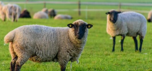 North Node in Aries Transit Igniting Your Boldest Desires and Life Path