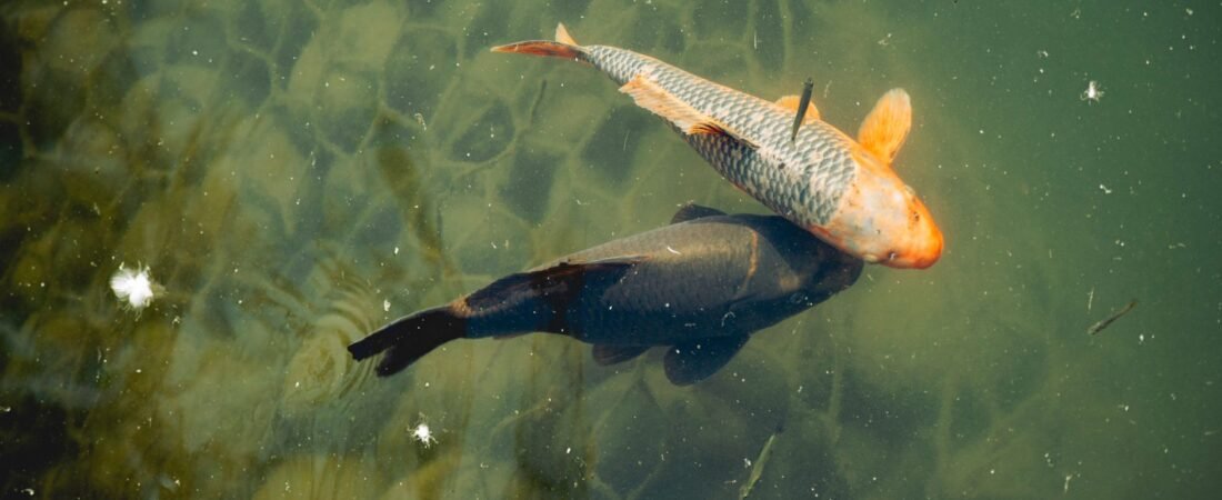 Navigating Emotional Depths Chiron in Pisces and Healing Ancestral Wounds