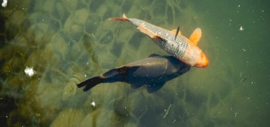 Navigating Emotional Depths Chiron in Pisces and Healing Ancestral Wounds