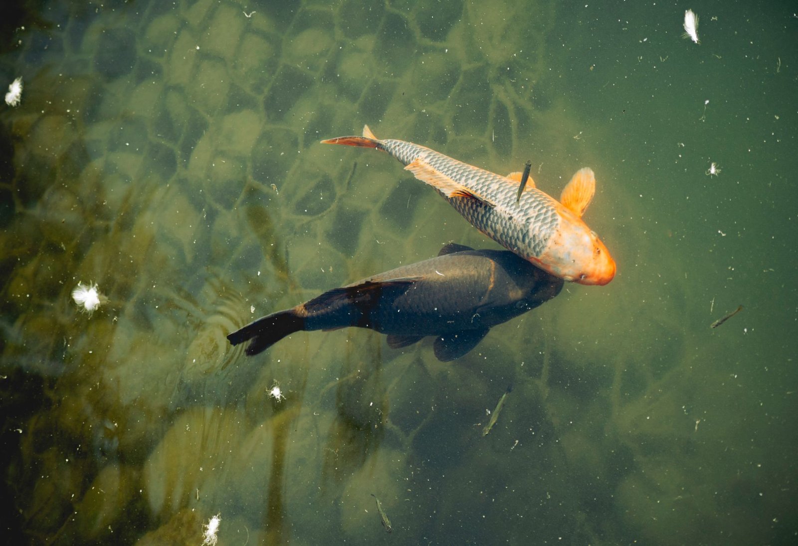 Navigating Emotional Depths Chiron in Pisces and Healing Ancestral Wounds