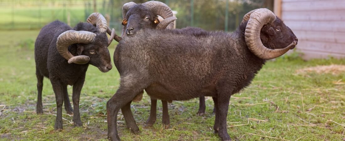 Navigating Chiron Retrograde in Aries and Healing Wounds
