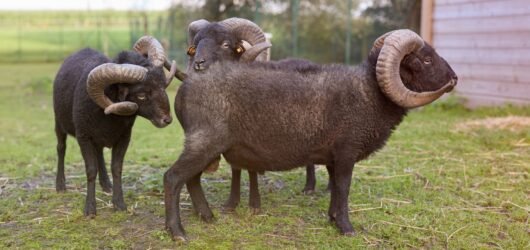 Navigating Chiron Retrograde in Aries and Healing Wounds