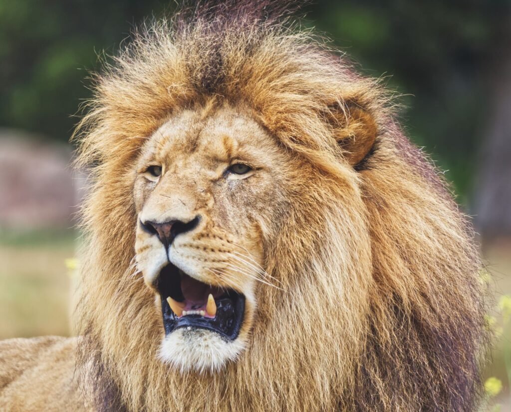 Leo Rising Unveiling Your Confident Persona 2026