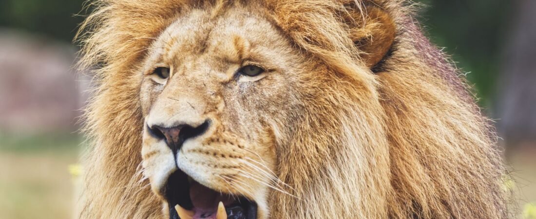 Leo Rising Unveiling Your Confident Persona 2026