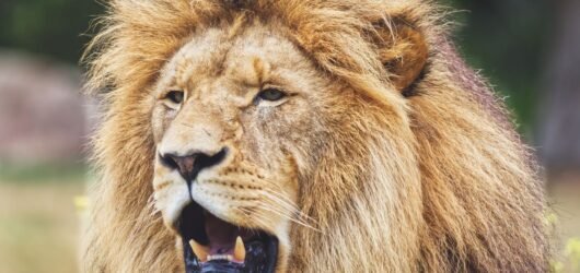 Leo Rising Unveiling Your Confident Persona 2026
