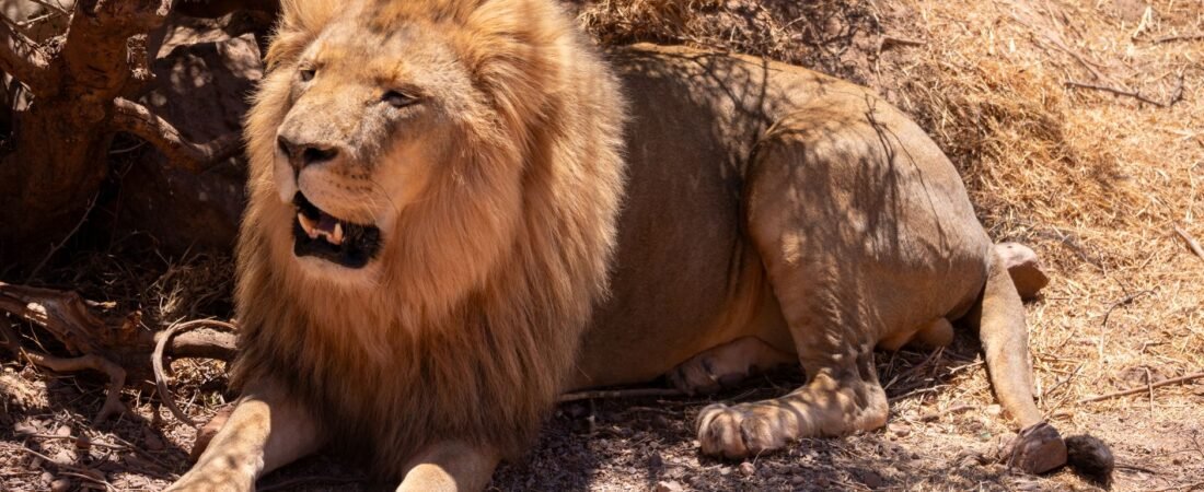 Leo Season 2026 Unleashing Your Roar with the Sun in Leo and Mercury Retrograde in Leo