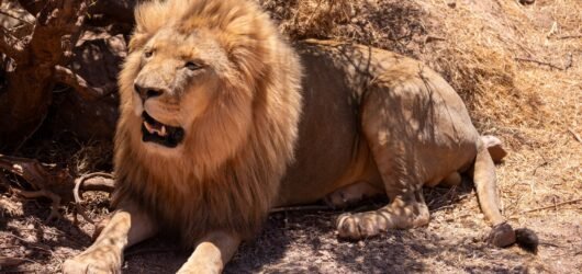 Leo Season 2026 Unleashing Your Roar with the Sun in Leo and Mercury Retrograde in Leo