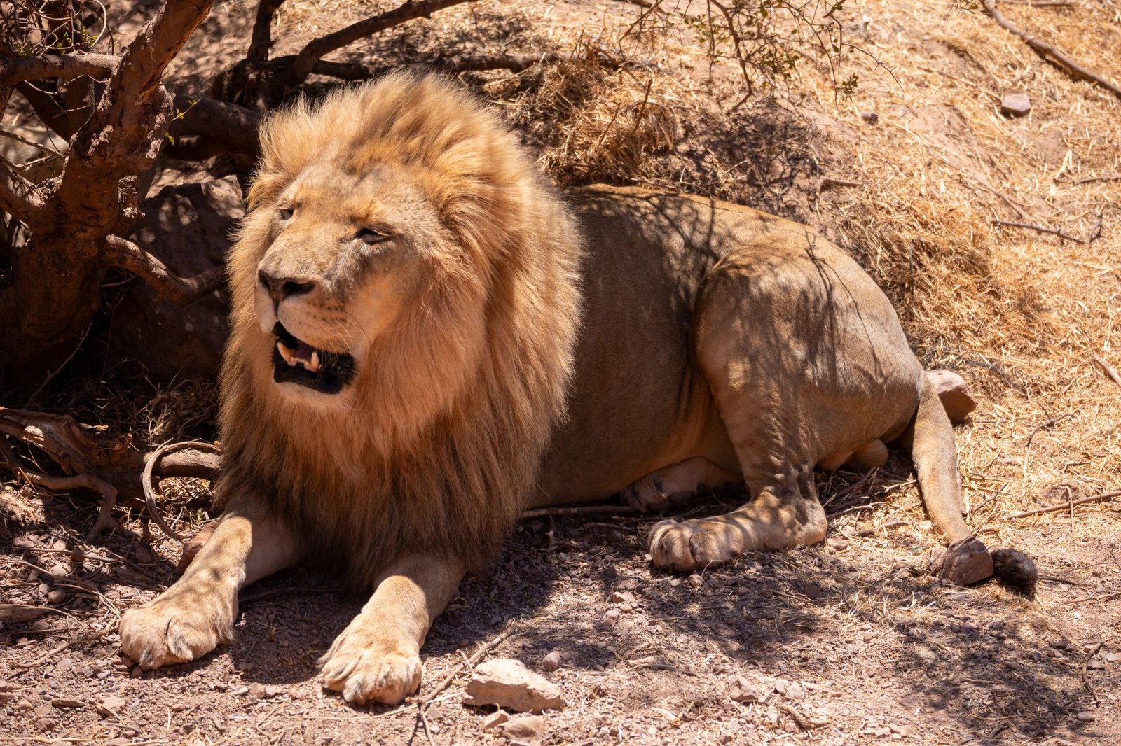 Leo Season 2026 Unleashing Your Roar with the Sun in Leo and Mercury Retrograde in Leo