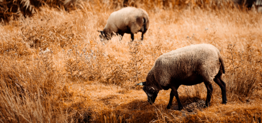 North Node in Aries and South Node in Libra Guide