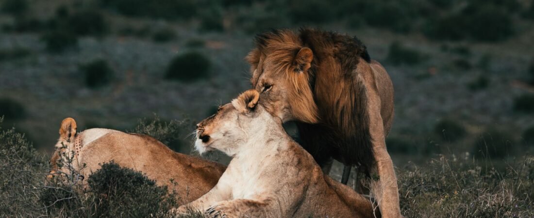 Balancing Fiery Self-Expression and Practical Love in 2026