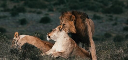 Balancing Fiery Self-Expression and Practical Love in 2026