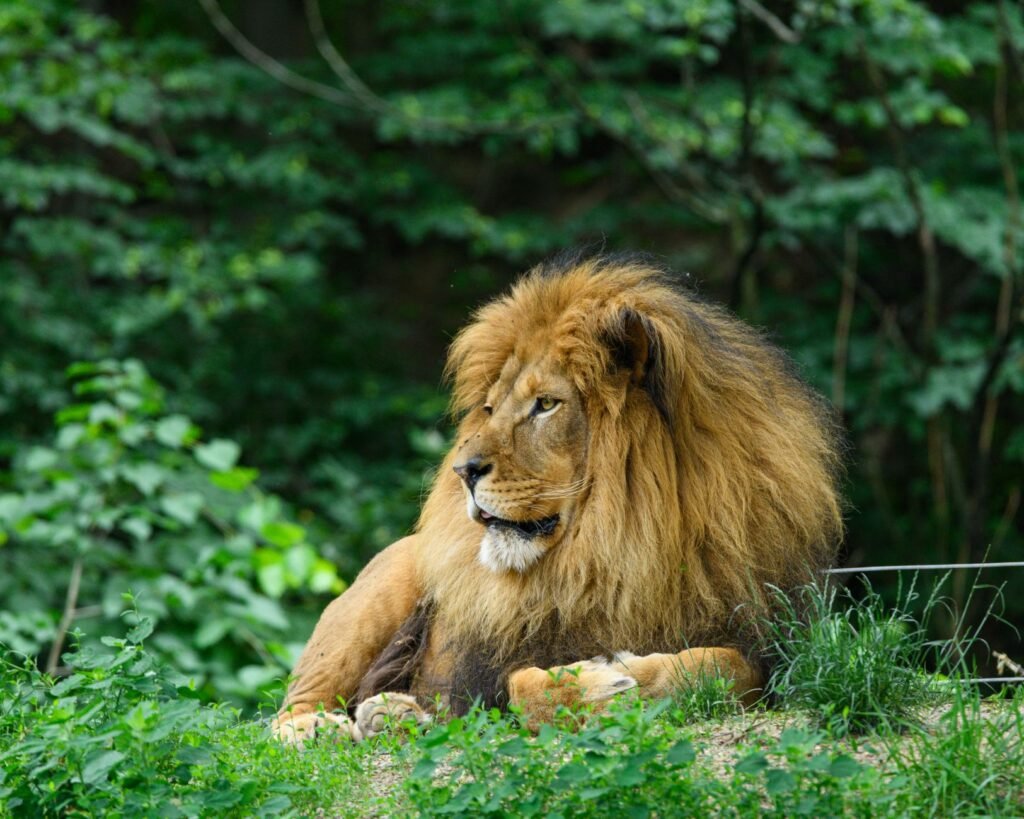 August 2026 Lion's Gate Portal Guide for Manifestation
