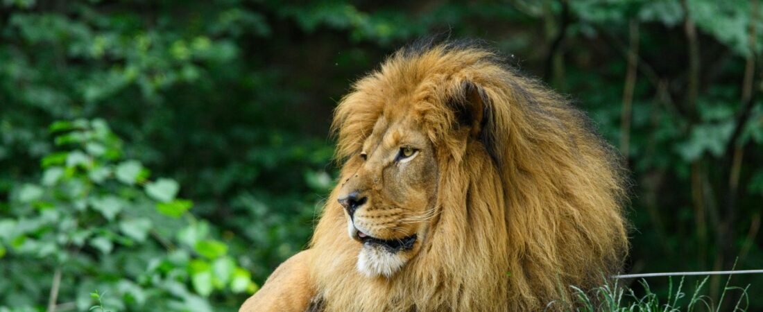 August 2026 Lion’s Gate Portal Guide for Manifestation
