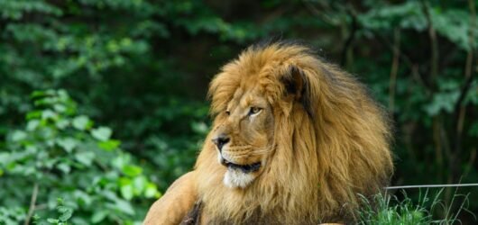 August 2026 Lion’s Gate Portal Guide for Manifestation